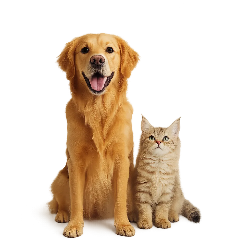 Happy Golden Retriever and Cat